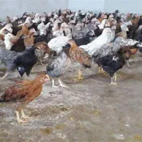 جوجه گلپایگان  کیلویی