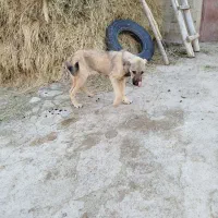 توله گوسفند ماده