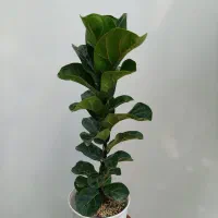 فیکوس لیراتا / فروش انواع گل گیاه