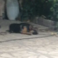 سگ ژرمن