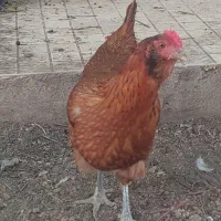 مرغ تخم گذار