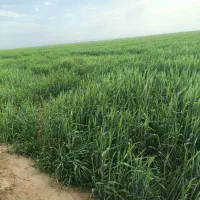 فروش-زمین-کشاورزی-آریک-کانال-3