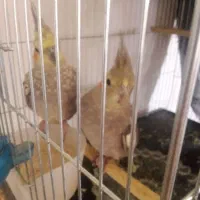 عروس هلندی
