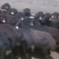 بره قره قزل
