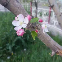 فروش خط کد یک رند