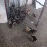 مرغ وجوجه گلین