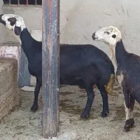 قوچ. میش .گوسفند