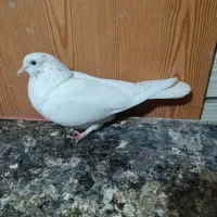 کفتر|پرنده|درگهان, |دیوار