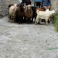 گوسفند زنده  نر به قیمت عمده تک بخرید