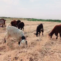 دو تا بزغاله نر سالم پر گوشت