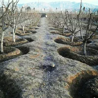 جویای کار کارگری باغداری