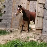 مادیون مدرک دار