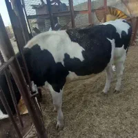 گاو