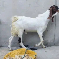 پازن بزرگ پاکستانی
