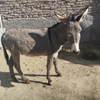 الاغ گله ای