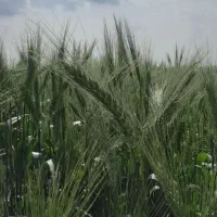 گندم اکراینی