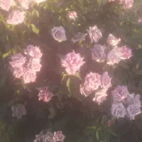 محصول گل اصل اصل