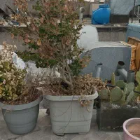 گلدان بزرگ