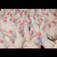 مرغ خروس قربانی