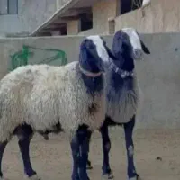 گوسفند زنده شبانه روزی