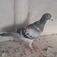 کبوتر گرفتنی