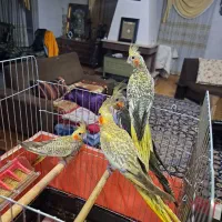 ۲عدد عروس هلندی خوشگل و نژاد دار