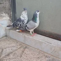 کفتر صید ساده و افشون کاکلی