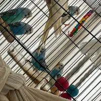 مرغ عشق، ملنگو، کوتوله، عروس هلندی