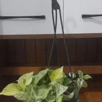 افتتاحیه مغازه گل فروشی سبزی