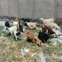 15عدد چپیش نر و ماده برای نگه داشتن وزن 13کیلو