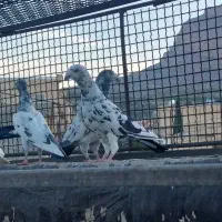کفتر پلاکی بشرط