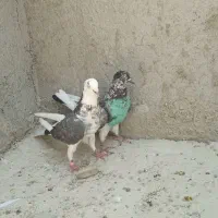 کفتر
