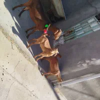 سه راس شاه بز دوبر پاکستانی شیرا