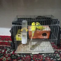 دوعددمرغ عشق