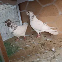 کفتر کبوتر آس دهنجور معاوضه