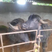 فروش گاومیش