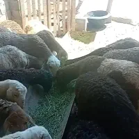 میش بره جمی قلمدار