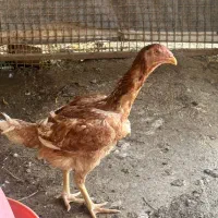 مرغ و خروس لاری