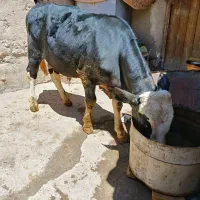 گوساله نر سیمنتال اصل
