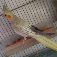 عروس هلندی مولد ونو جوان
