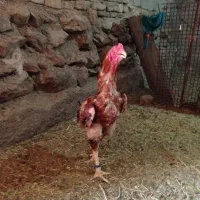خروس لاری