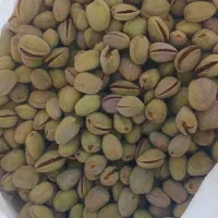 بادوم کاغذی