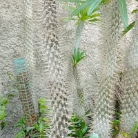 گل،نهال انجیر،کاکتوس