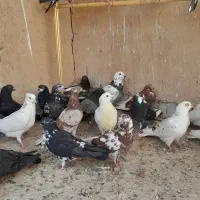 کفتر هوایی