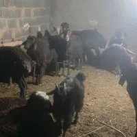 میش زایده