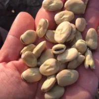 باقالی با پخت صدرصدی