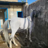 اسب|اسب و تجهیزات اسب‌سواری|لنجان, |دیوار