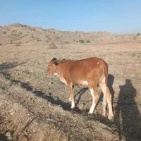 گاو