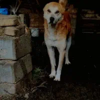 سگ نگهبان