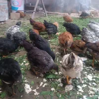 جوجه محلی 70روزه
